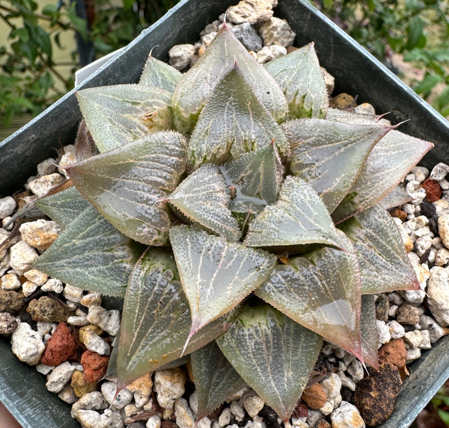 Jim Smith Haworthia Hybrid Succulent Plant