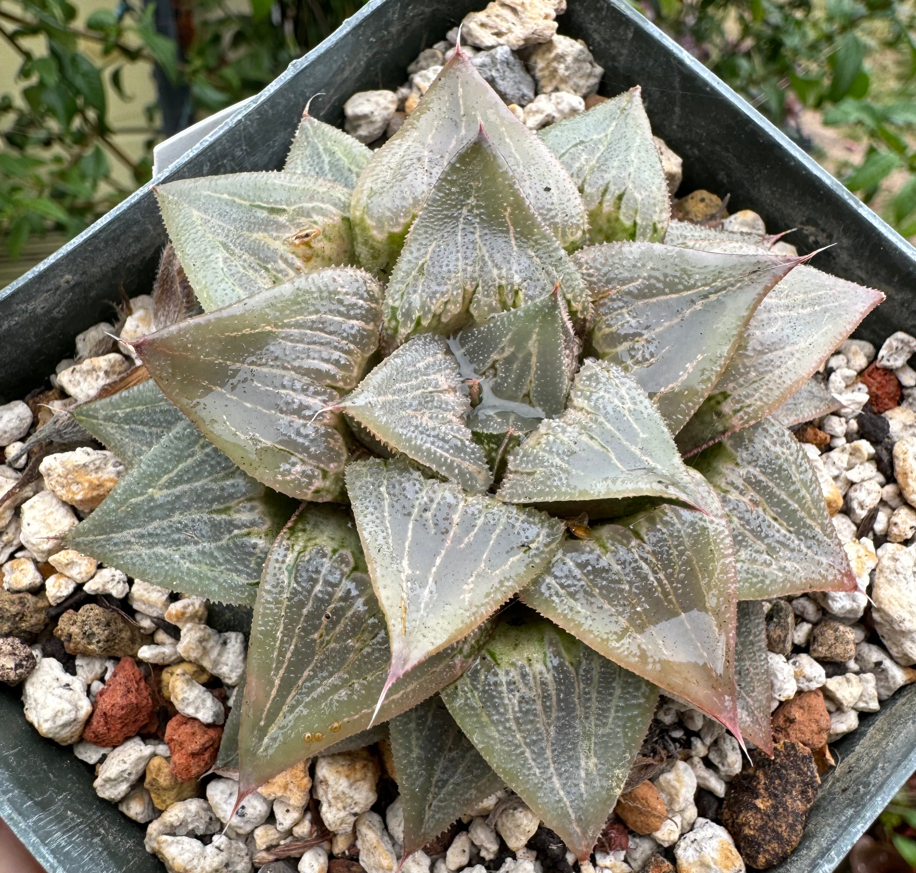 Jim Smith Haworthia Hybrid Succulent Plant