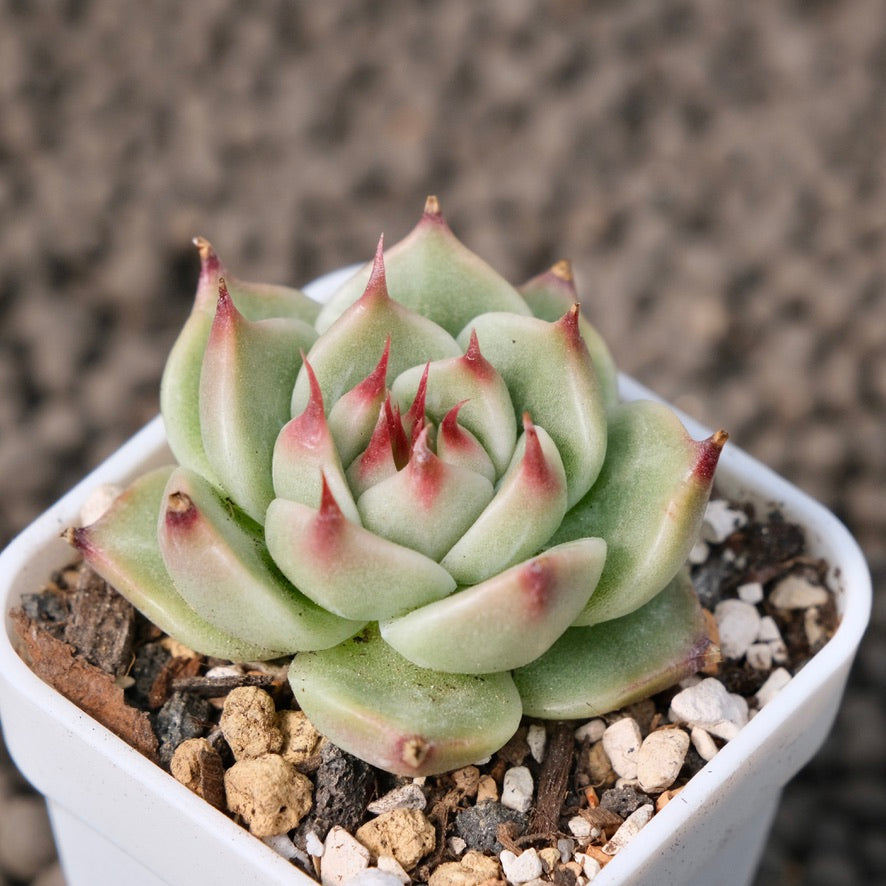 Echeveria Gloria Korean Succulent Plant Changhee Hybrid