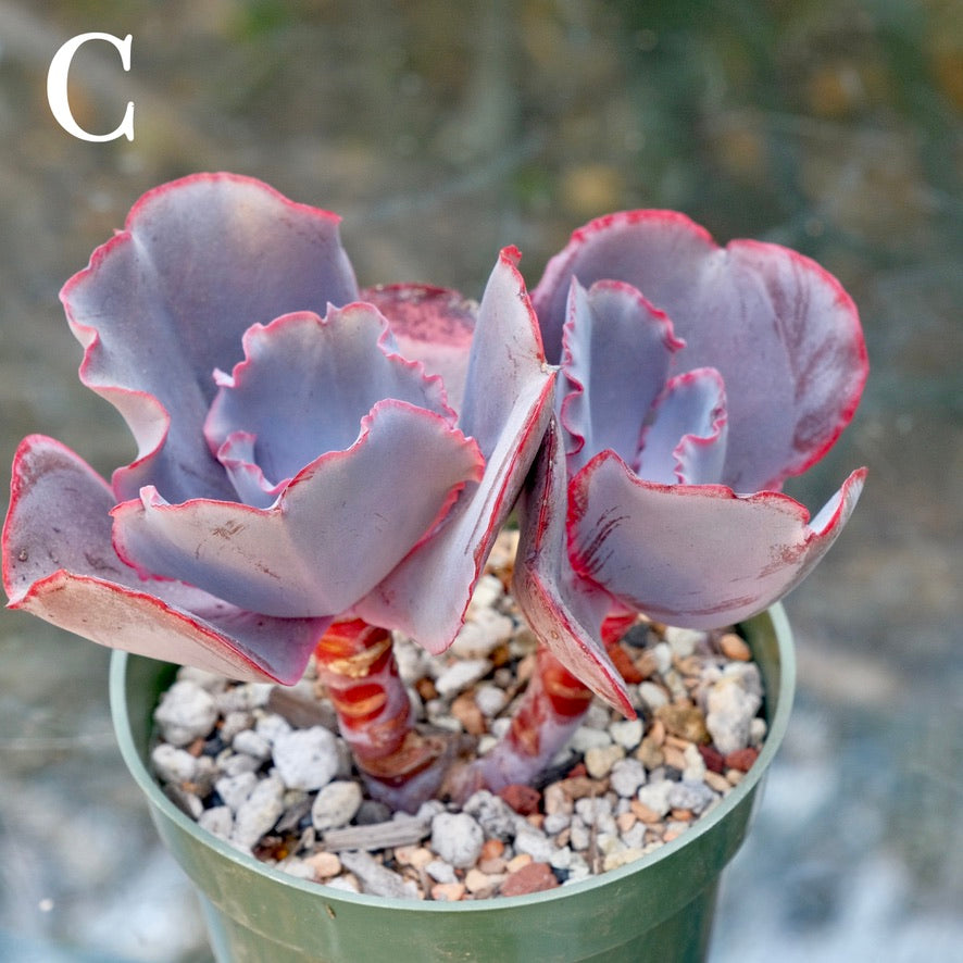 Echeveria Valentine - Rare Dick Wright hybrid - C