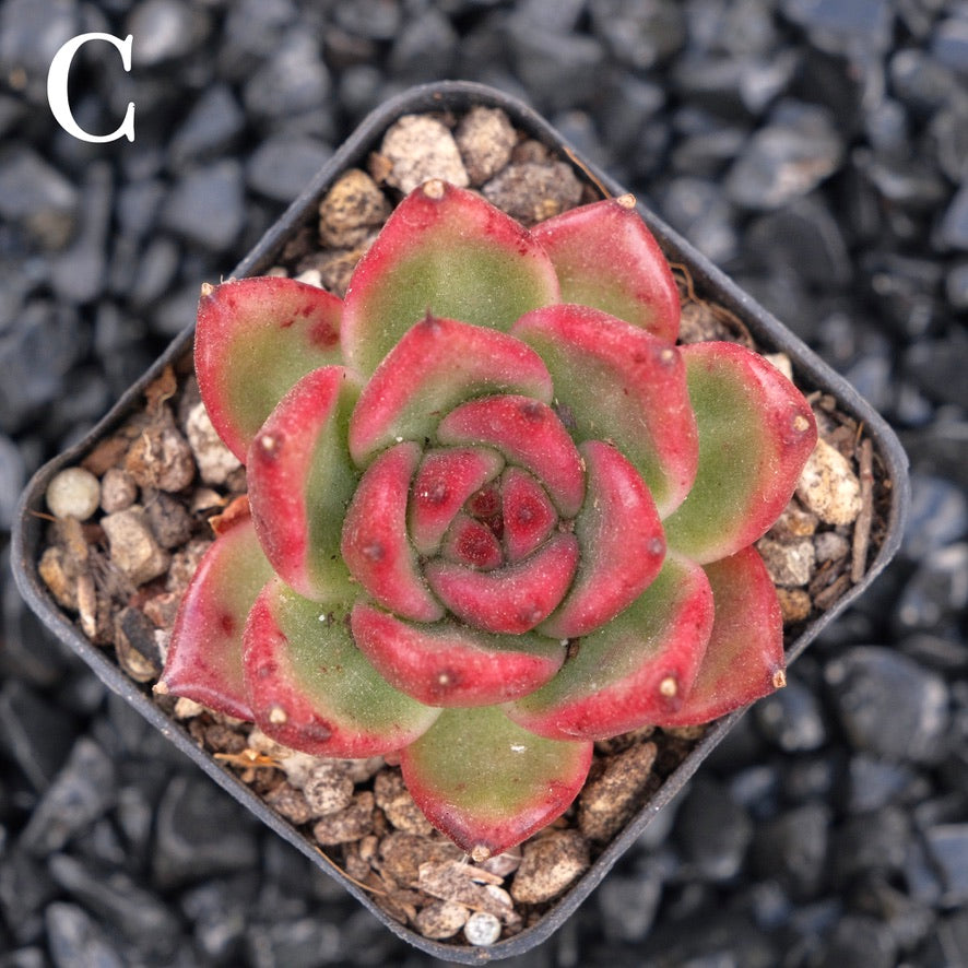 Echeveria Amestro C Korean Imported Succulent Plant