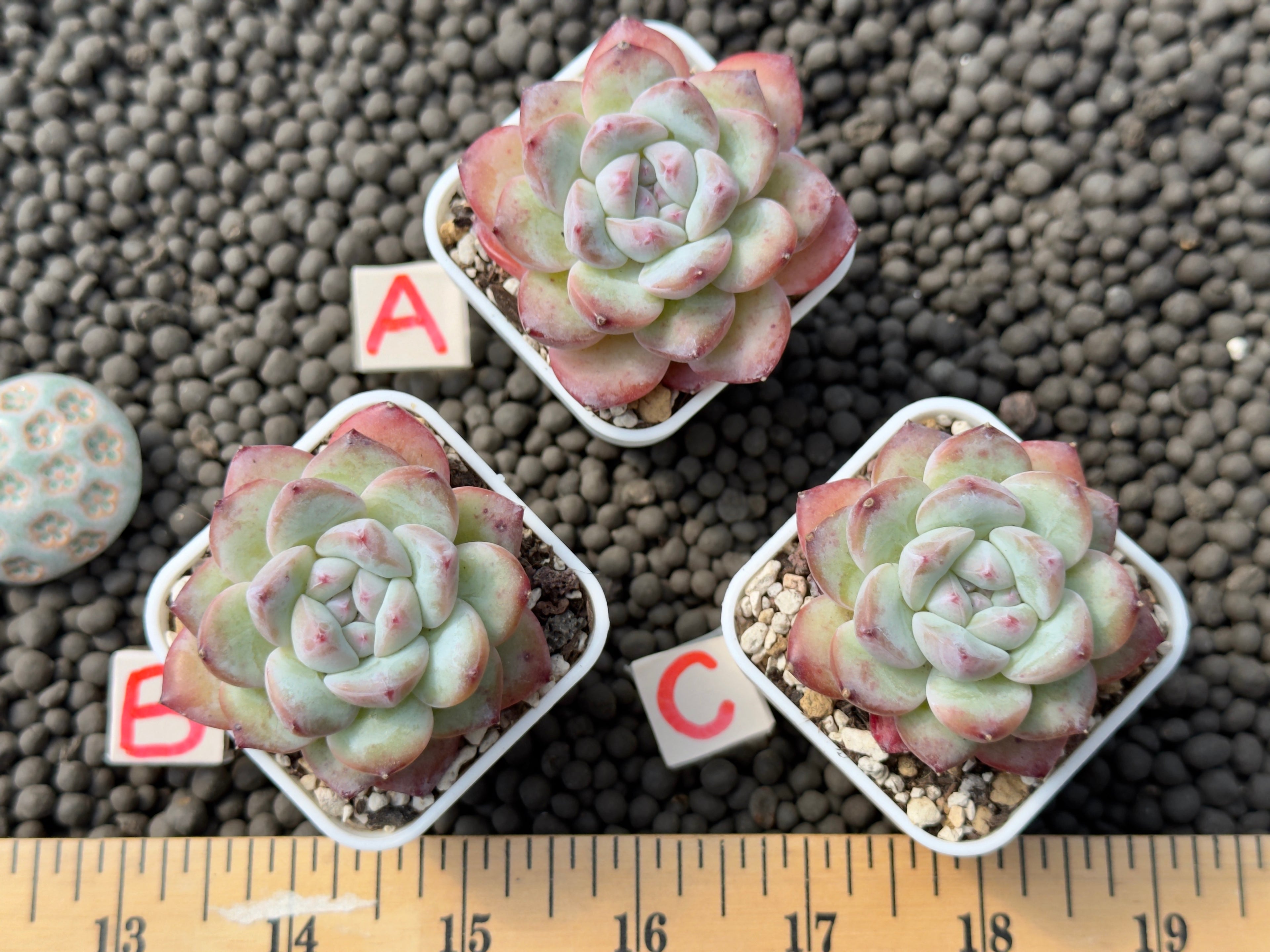 Echeveria Milk Rose Imported Succulent Plant