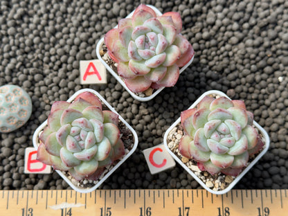 Echeveria Milk Rose Imported Succulent Plant