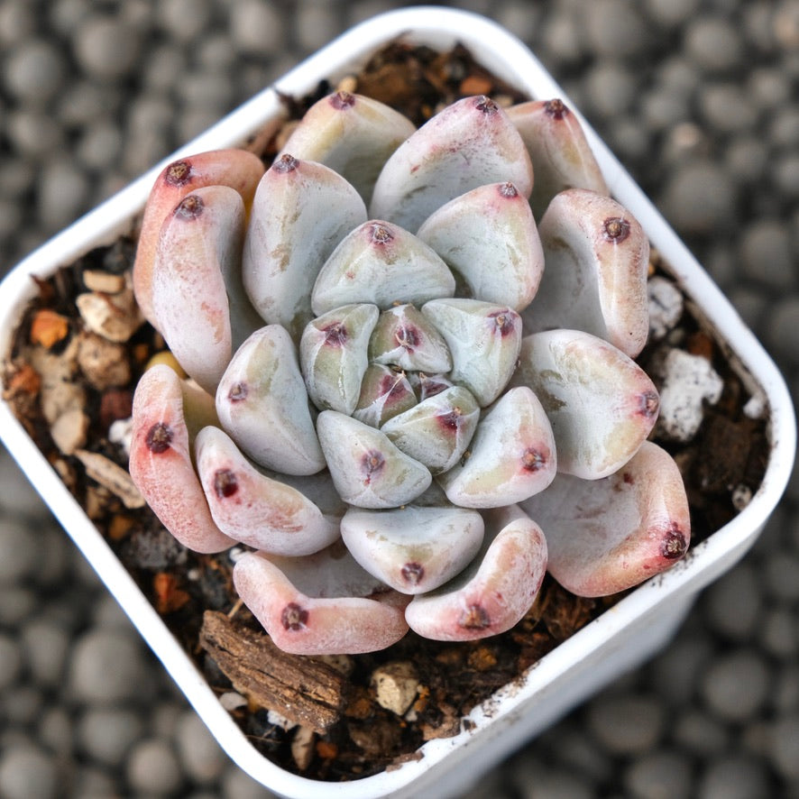 Echeveria Bijou Korean Succulent Plant