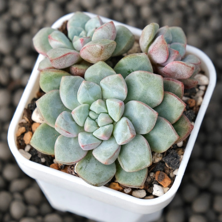 Echeveria Subcorymbosa Lau 030 Korean Succulent Plant
