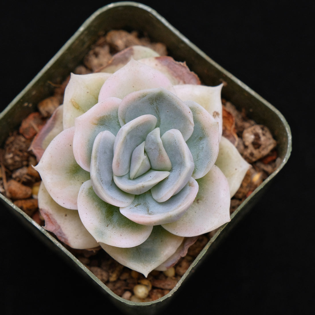 Variegated Echeveria Blue Surprise Korean Succulent Plant