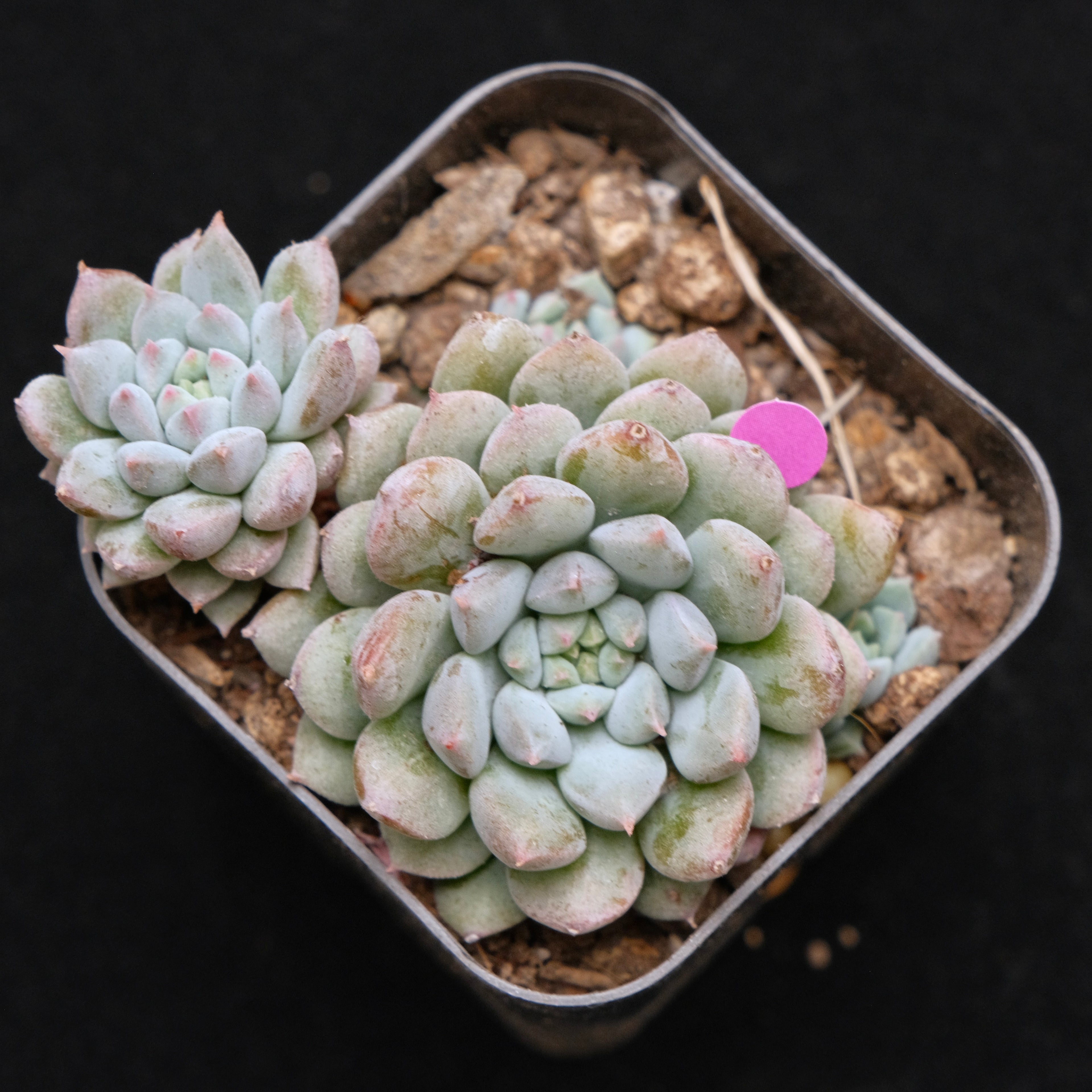 Echeveria Chrissy n Ryan Korean Succulent Plant