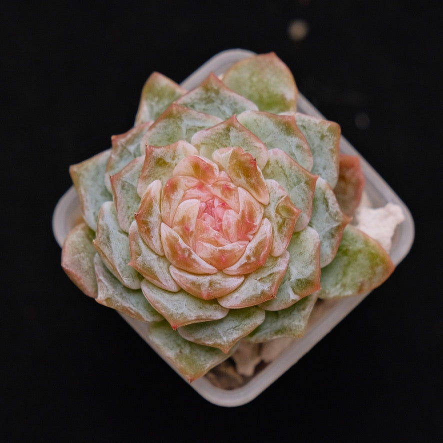 Echeveria Pink Jenny Korean Succulent Plant