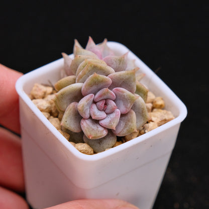 Echeveria Pastel Leon babies Korean Succulent Plant