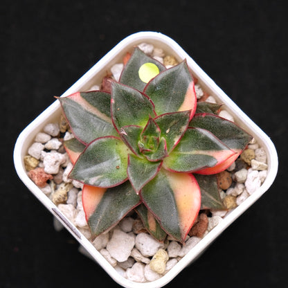 Variegated Echeveria Monocerotis Korean Succulent Plant