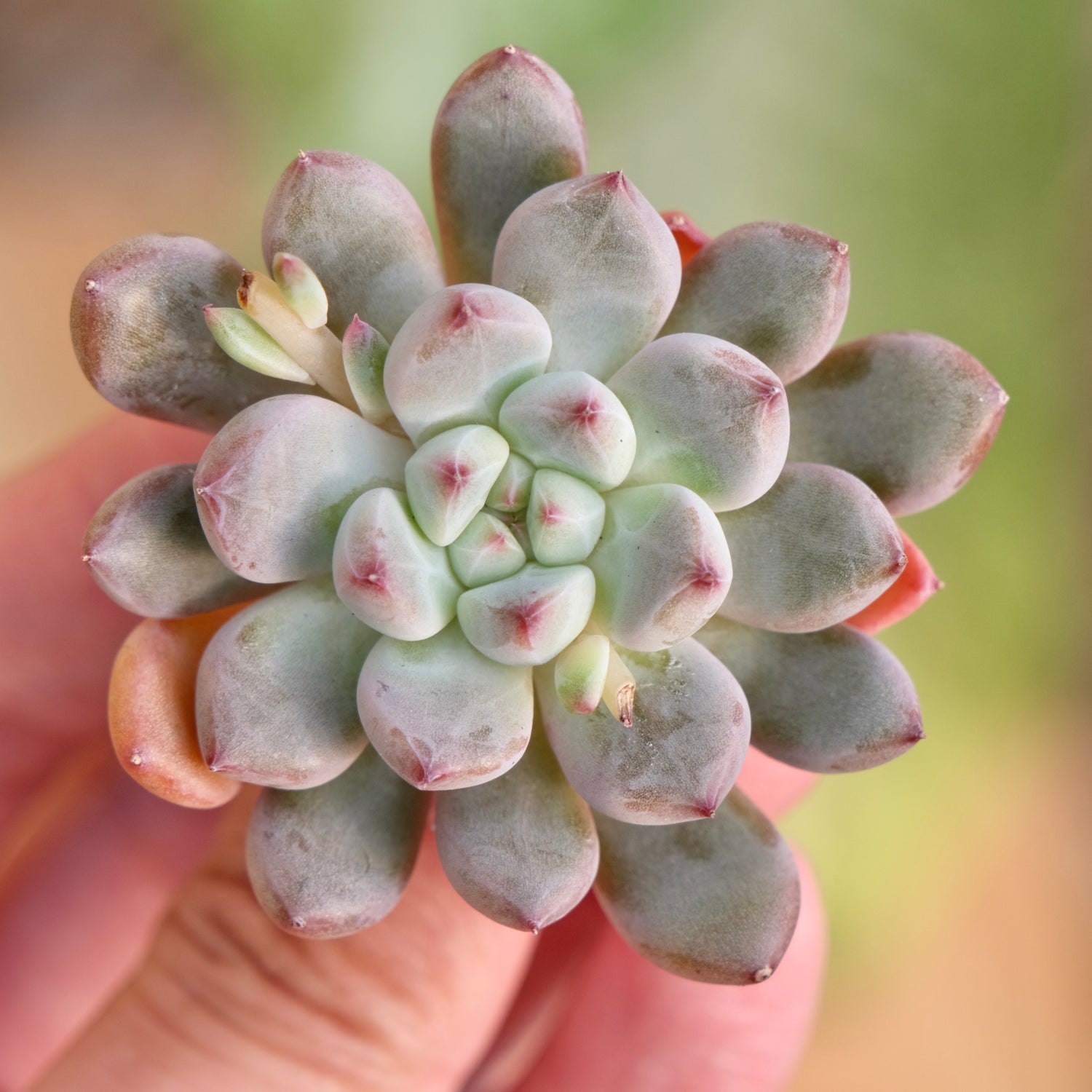 Echeveria Anthony Quinn Korean Succulent Plant