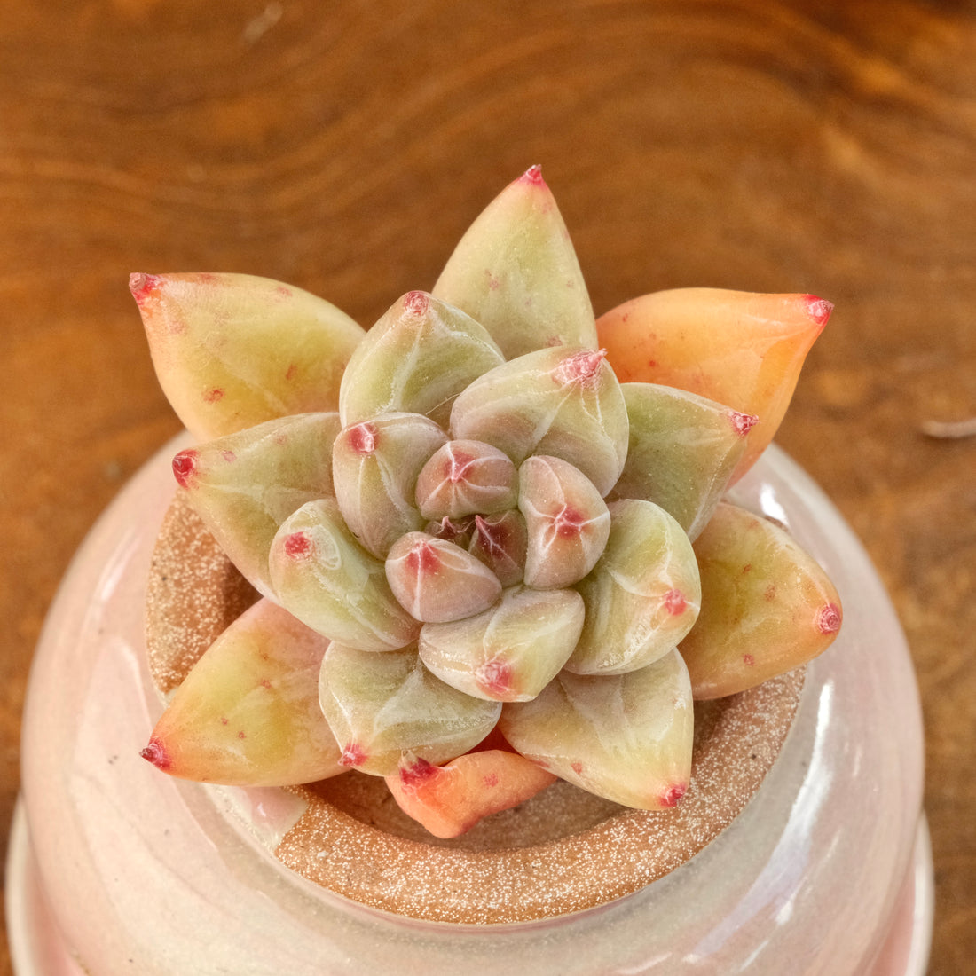Echeveria Seven Knights Korean Succulent Plant Mam and Sister hybrid