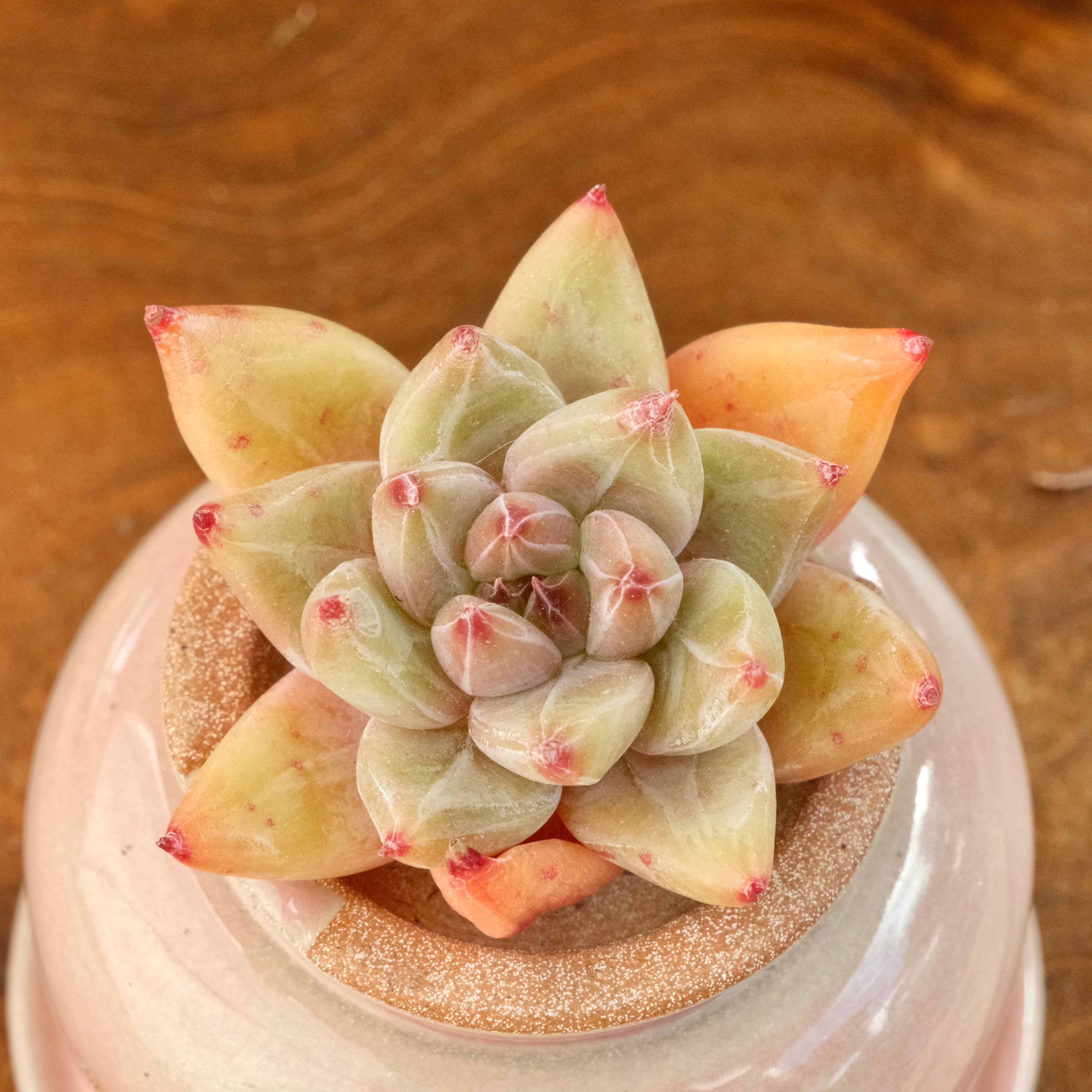 Echeveria Seven Knights Korean Succulent Plant Mam and Sister hybrid