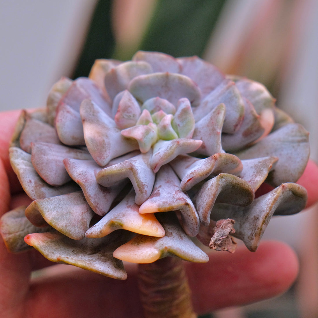Variegated Echeveria Cubic Frost Korean Succulent Plant