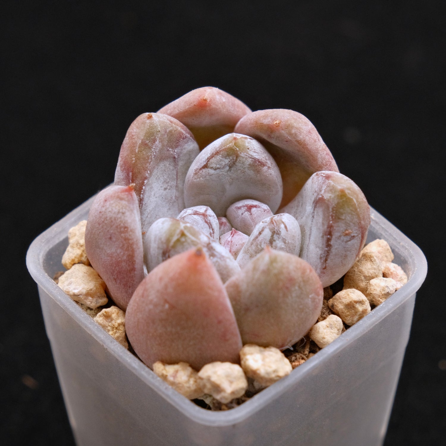 Echeveria Sugar Korean Succulent Plant