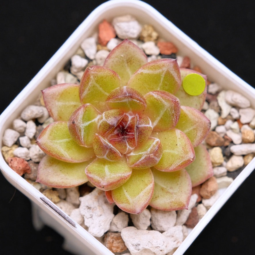 Echeveria Black Champagne Korean Succulent Plant