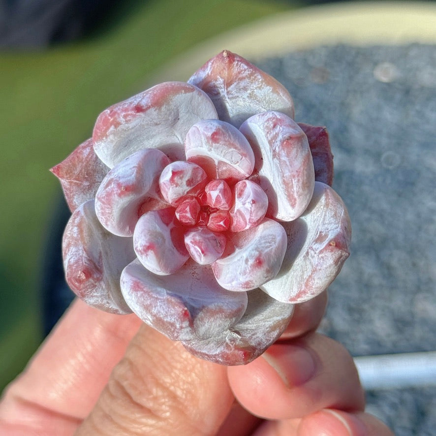 Echeveria Special Trumso Succulent Plant B