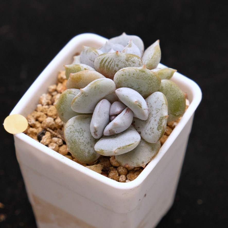 Echeveria Milk Purple Baby Korean Succulent Plant Changhee hybrid