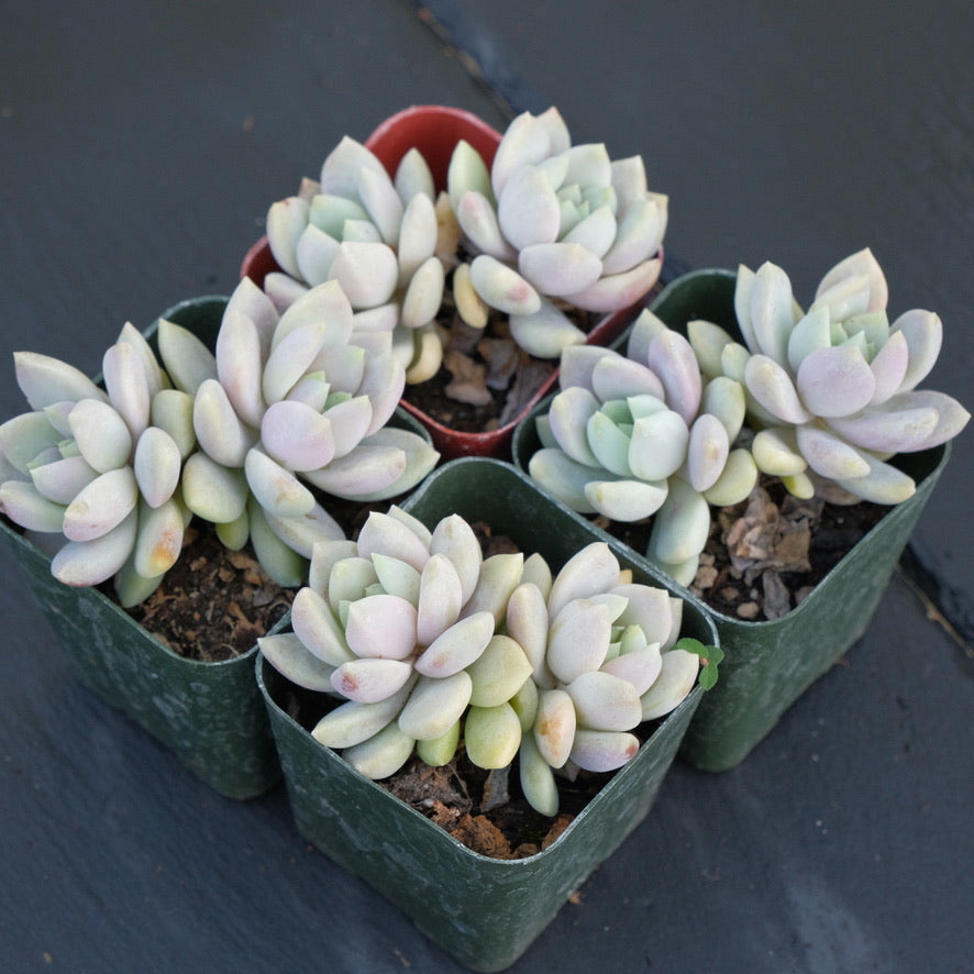 Double Sedeveria Lilac Mist Succulent Plant