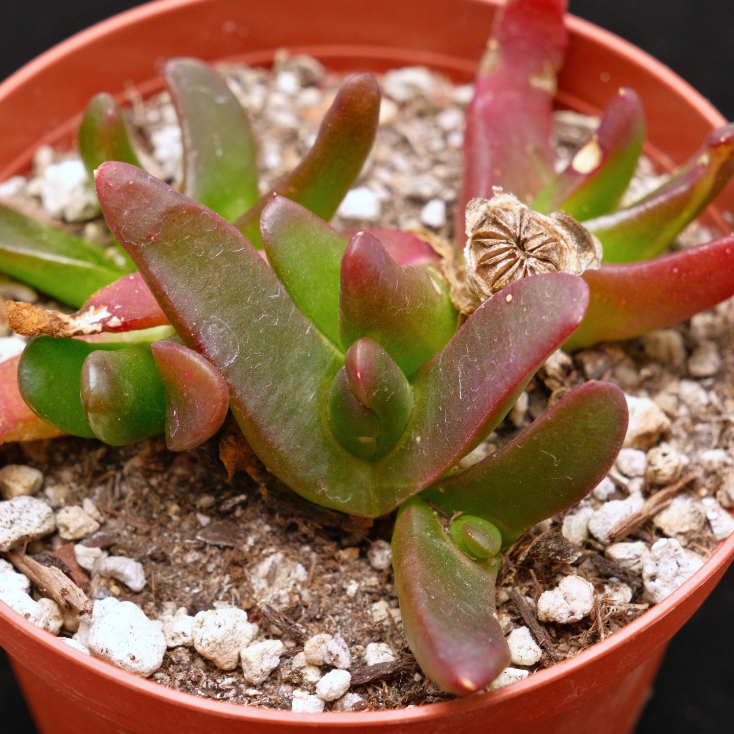 Glottiphyllym nelii Succulent Plant