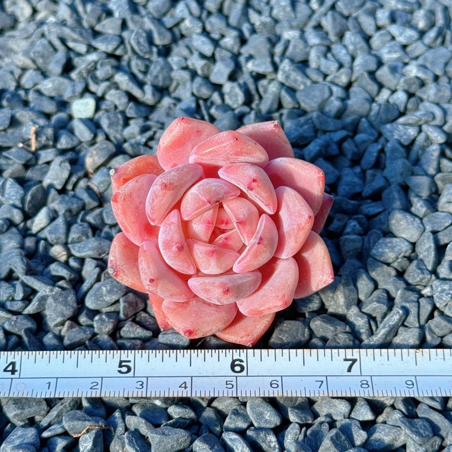 Echeveria Monroe hybrid Succulent Plant