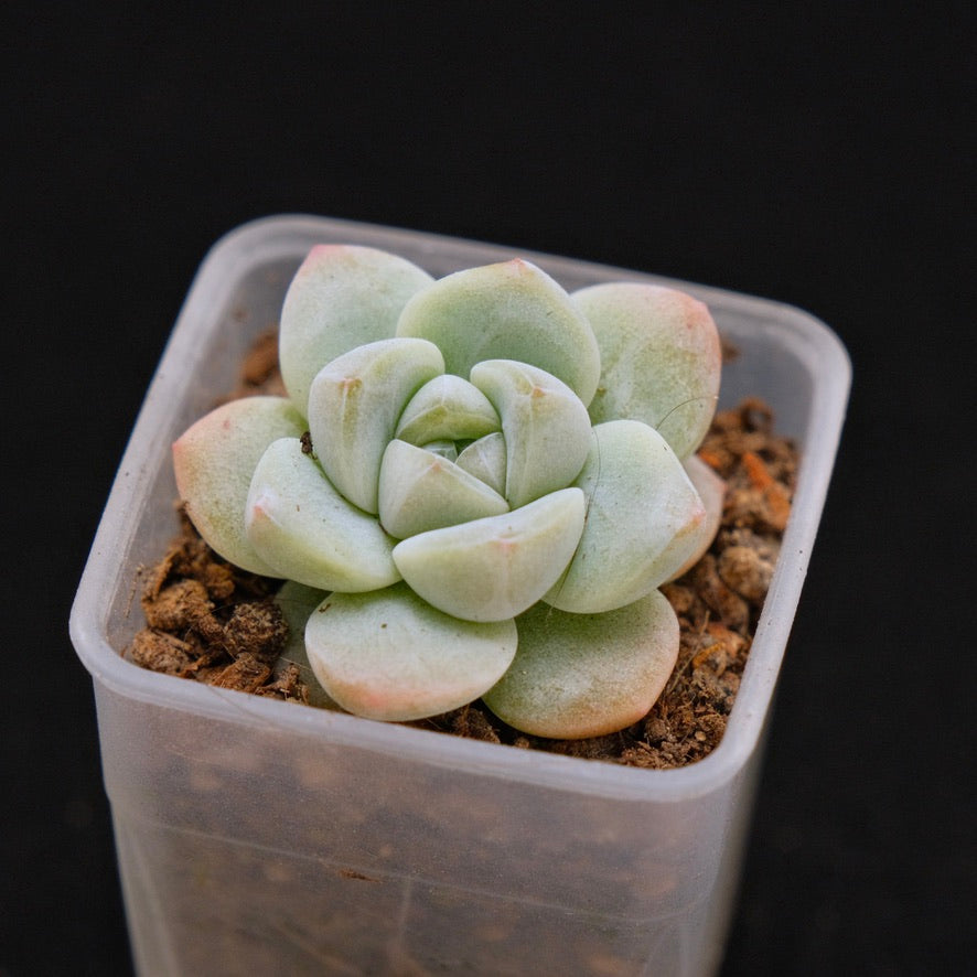 Echeveria Ice Green Korean Succulent Plant