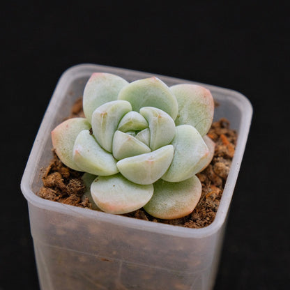 Echeveria Ice Green Korean Succulent Plant