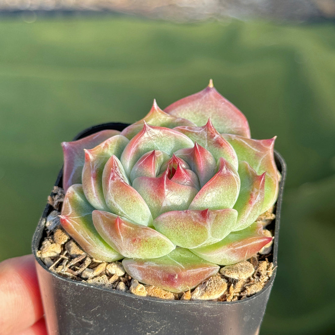 Echeveria Pink Champaign x Colorata Korean Succulent Plant