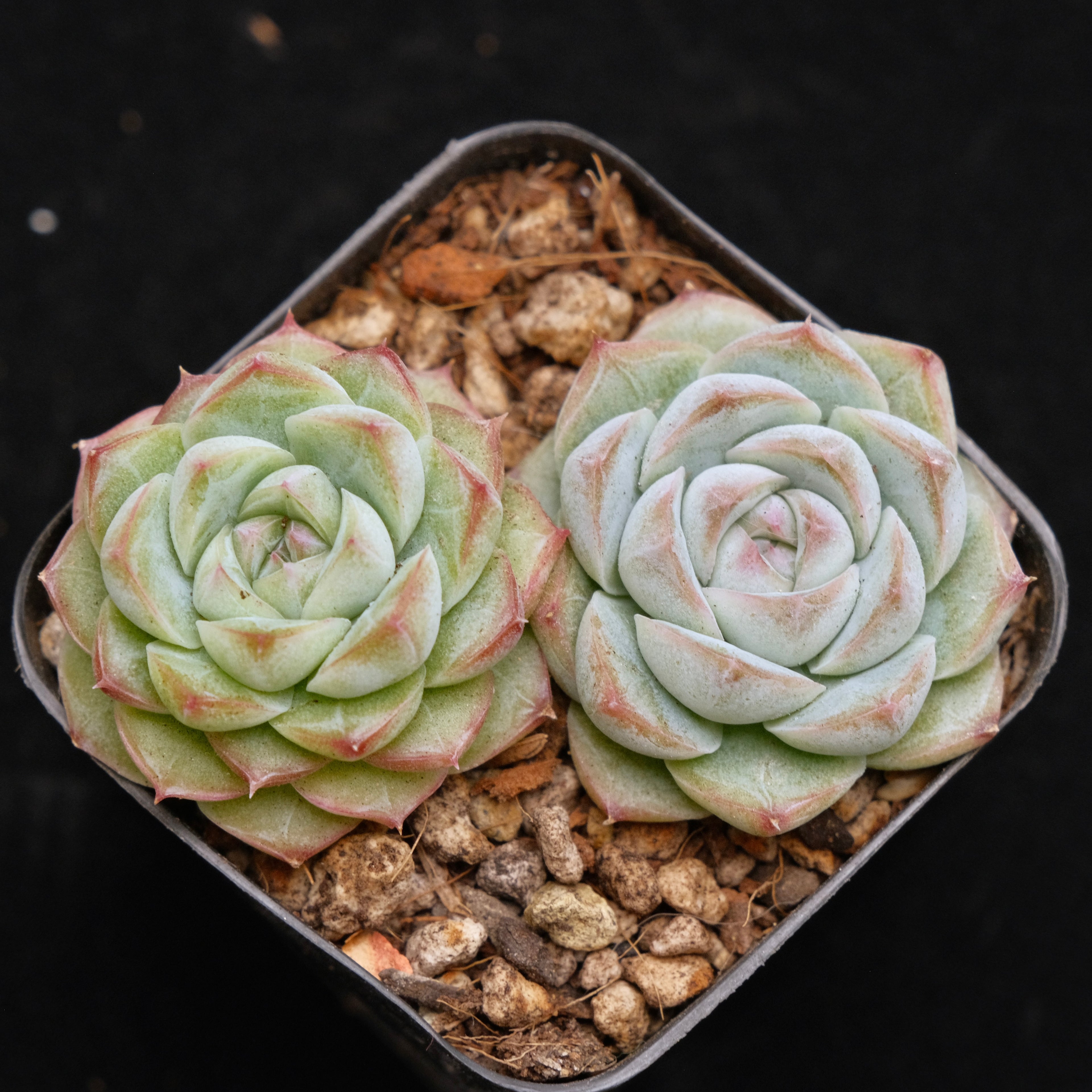 Echeveria Crystal Cream Korean Succulent Plant