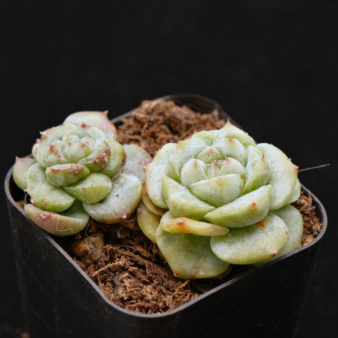 Montrose Echeveria Alba Beauty Korean Succulent Plant