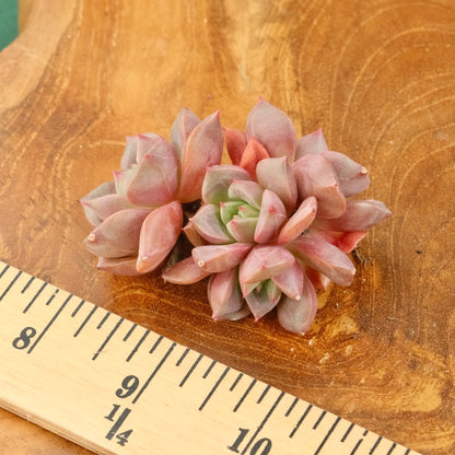 Echeveria Vasilisa cluster Korean Succulent Plant