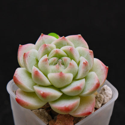 Echeveria hybrid Imported Succulent Plant
