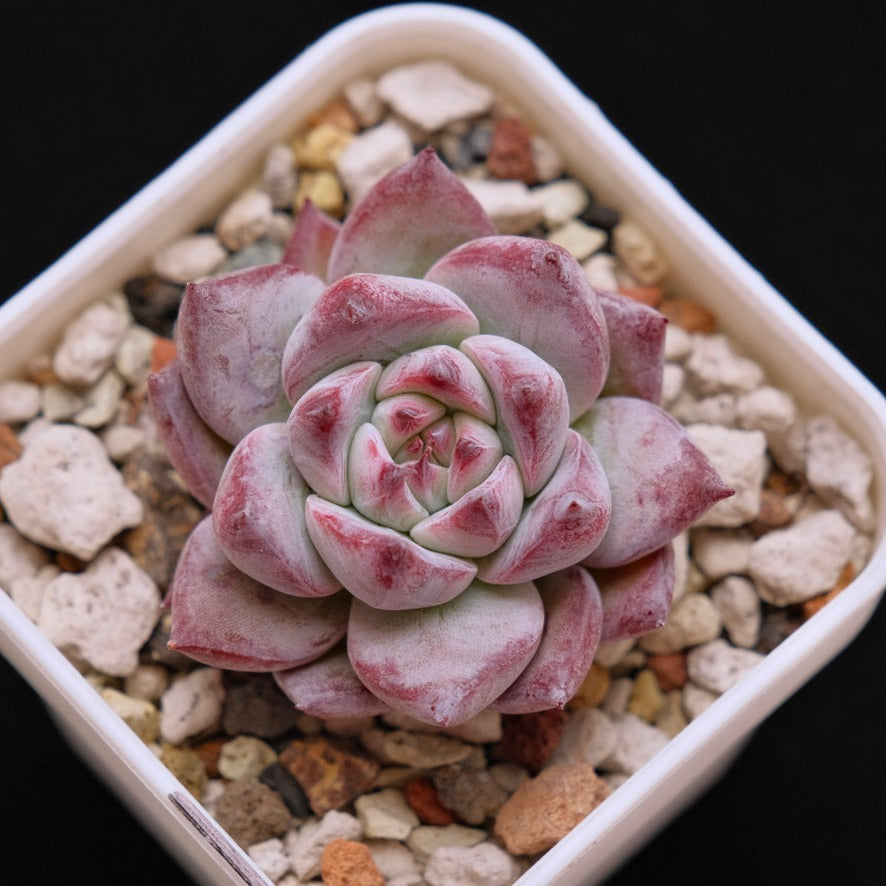 Echeveria Blue Heart Korean Succulent Plant