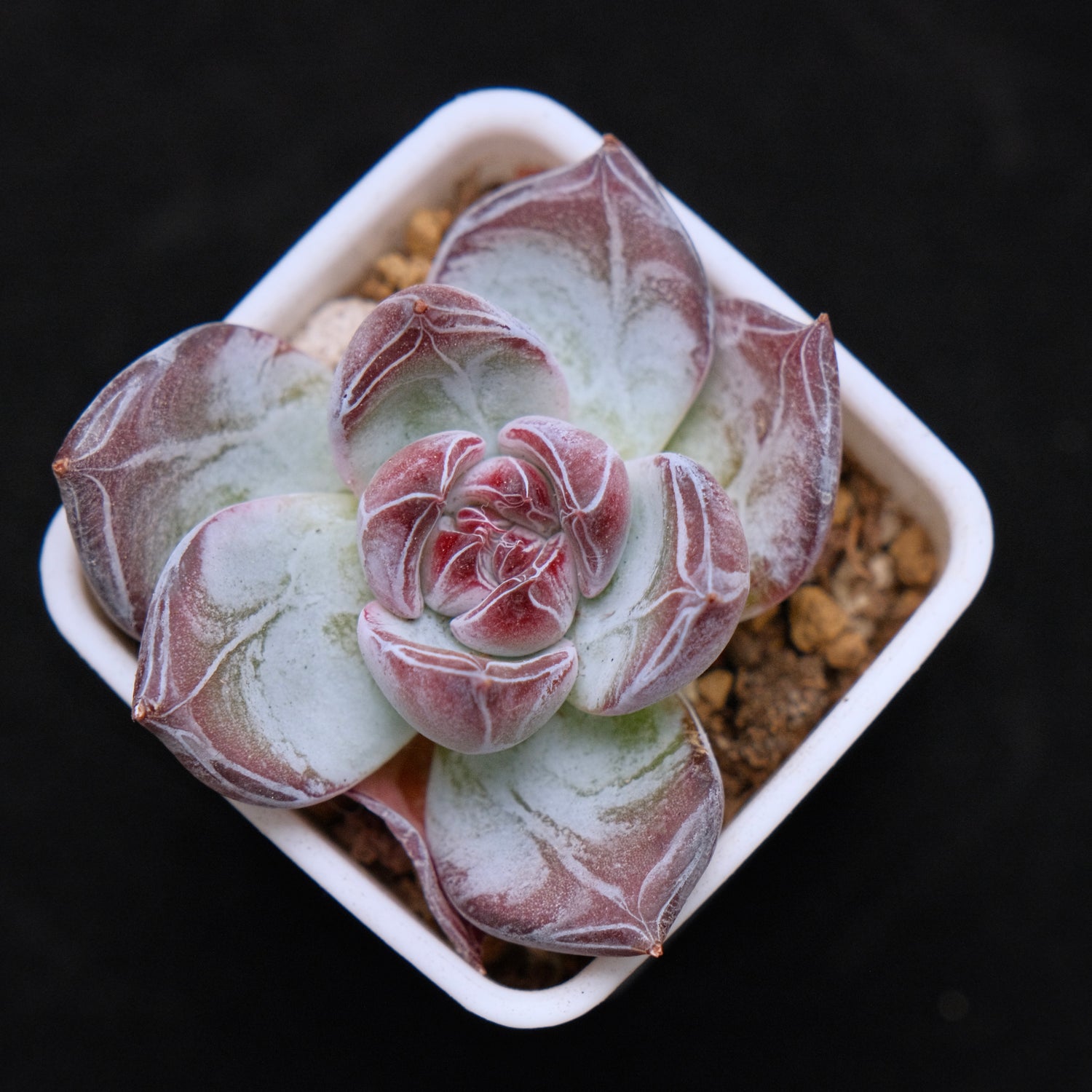 Echeveria Black Sabbath Korean Succulent Plant Air Magic hybrid