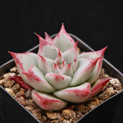 Echeveria Ebony hybrid Succulent Plant