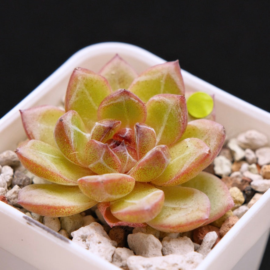 Echeveria Black Champagne Korean Succulent Plant