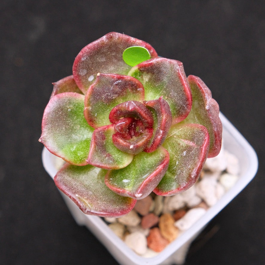 Variegated Echeveria Black Rose Korean Succulent Plant