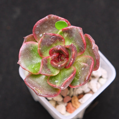 Variegated Echeveria Black Rose Korean Succulent Plant