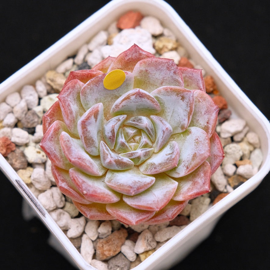 Echeveria Super Sonic Korean Succulent Plant