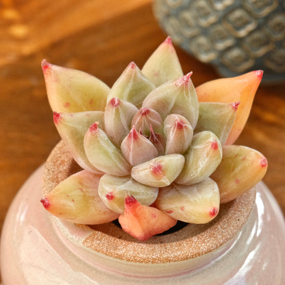 Echeveria Seven Knights Korean Succulent Plant Mam and Sister hybrid