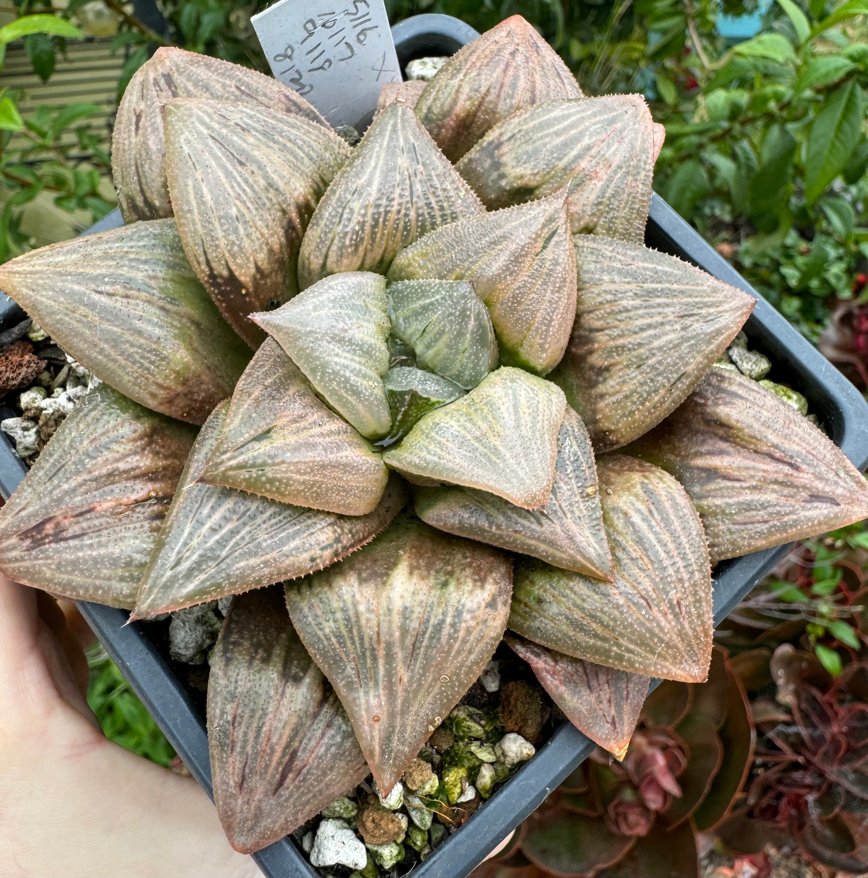 BIG Jim Smith Haworthia Hybrid Succulent Plant