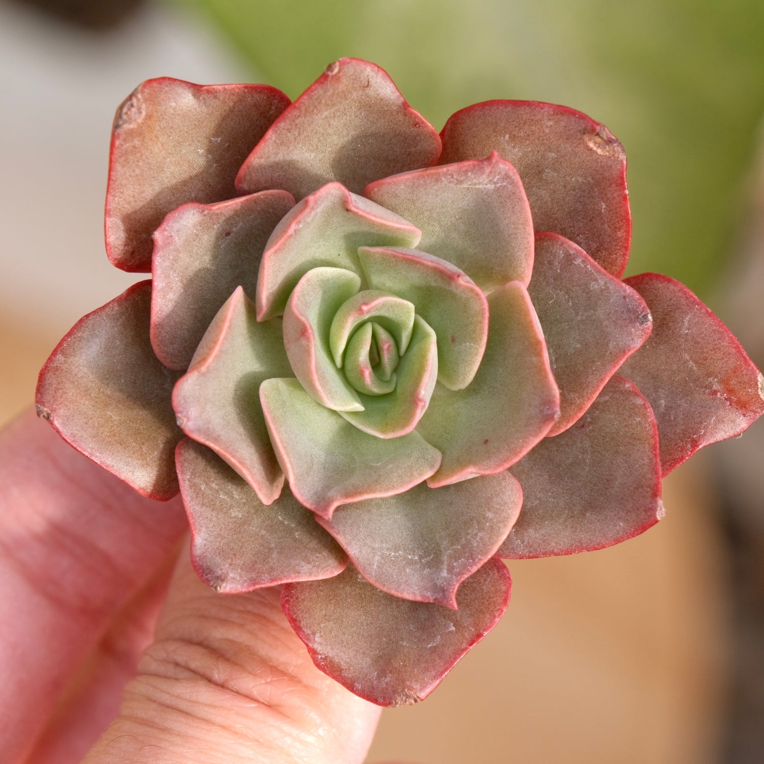 Echeveria Maple Rosette Korean Succulent Plant Rare Hwaga hybrid