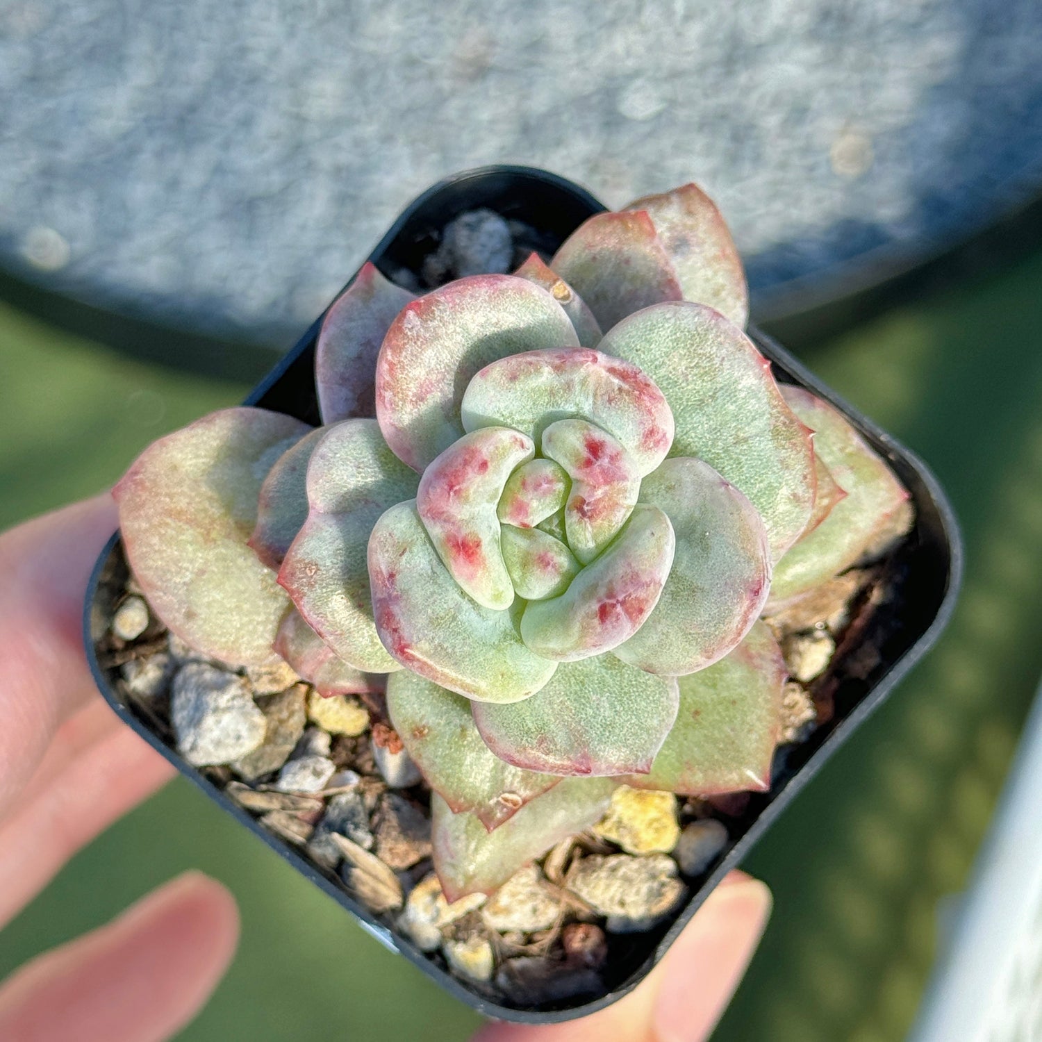 Monstrose Echeveria Champaign Korean Succulent Plant
