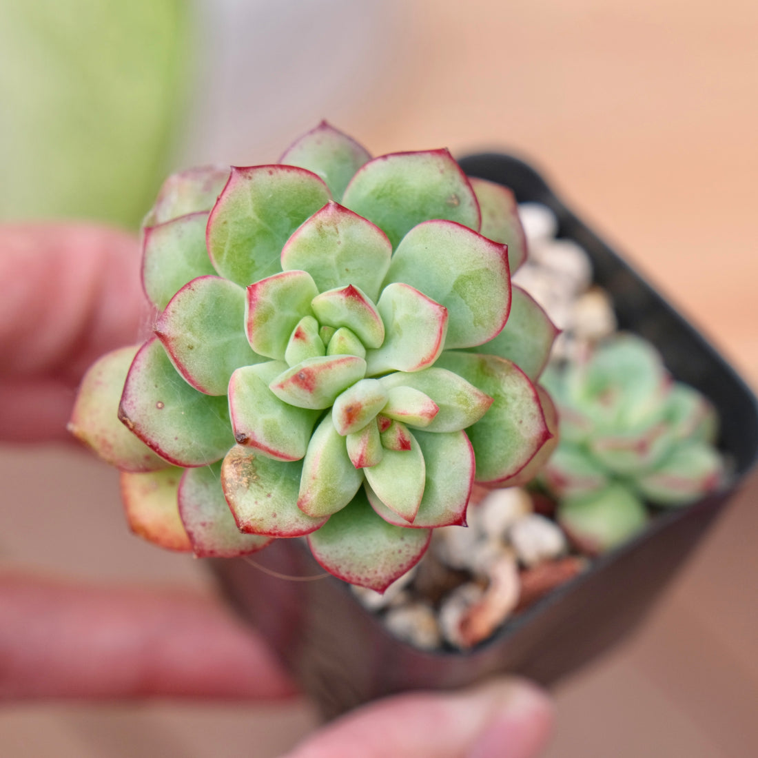 Echeveria Tango Korean Succulent Plant