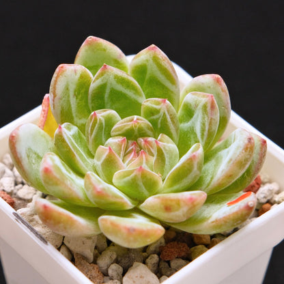 Echeveria Snowflake Jelly Korean Succulent Plant *Rare*