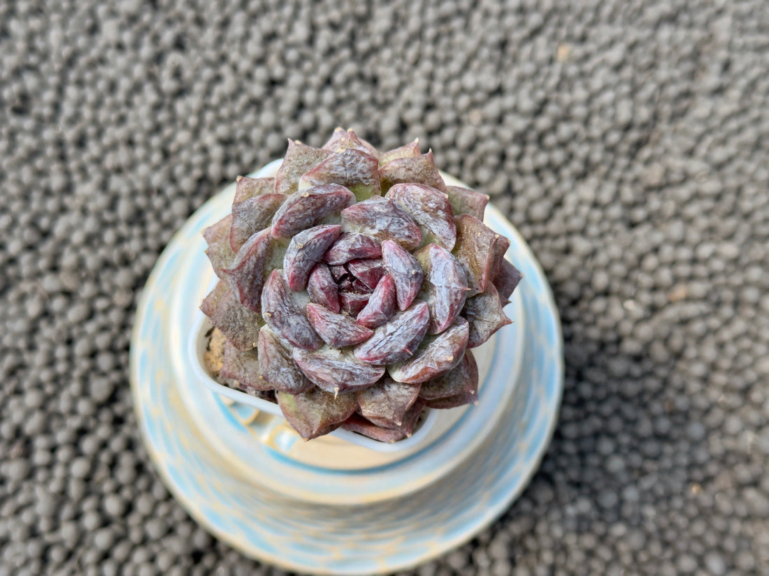 Echeveria Primelli Korean Succulent Plant