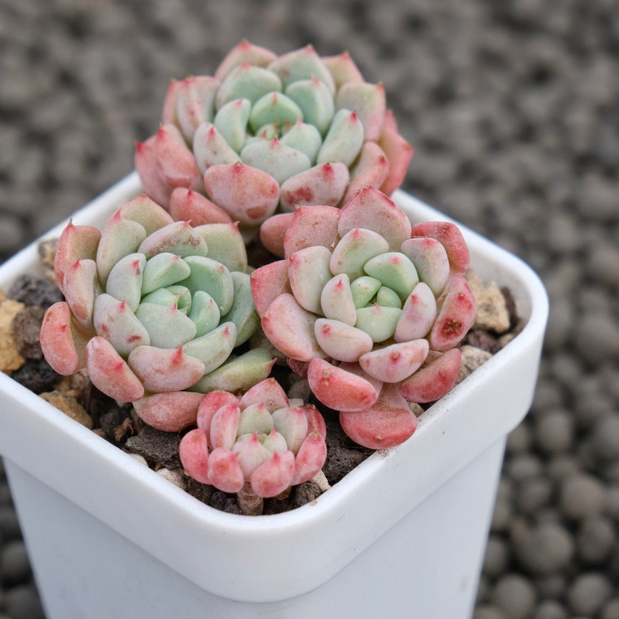 Echeveria Indian Bob Korean Succulent Plant