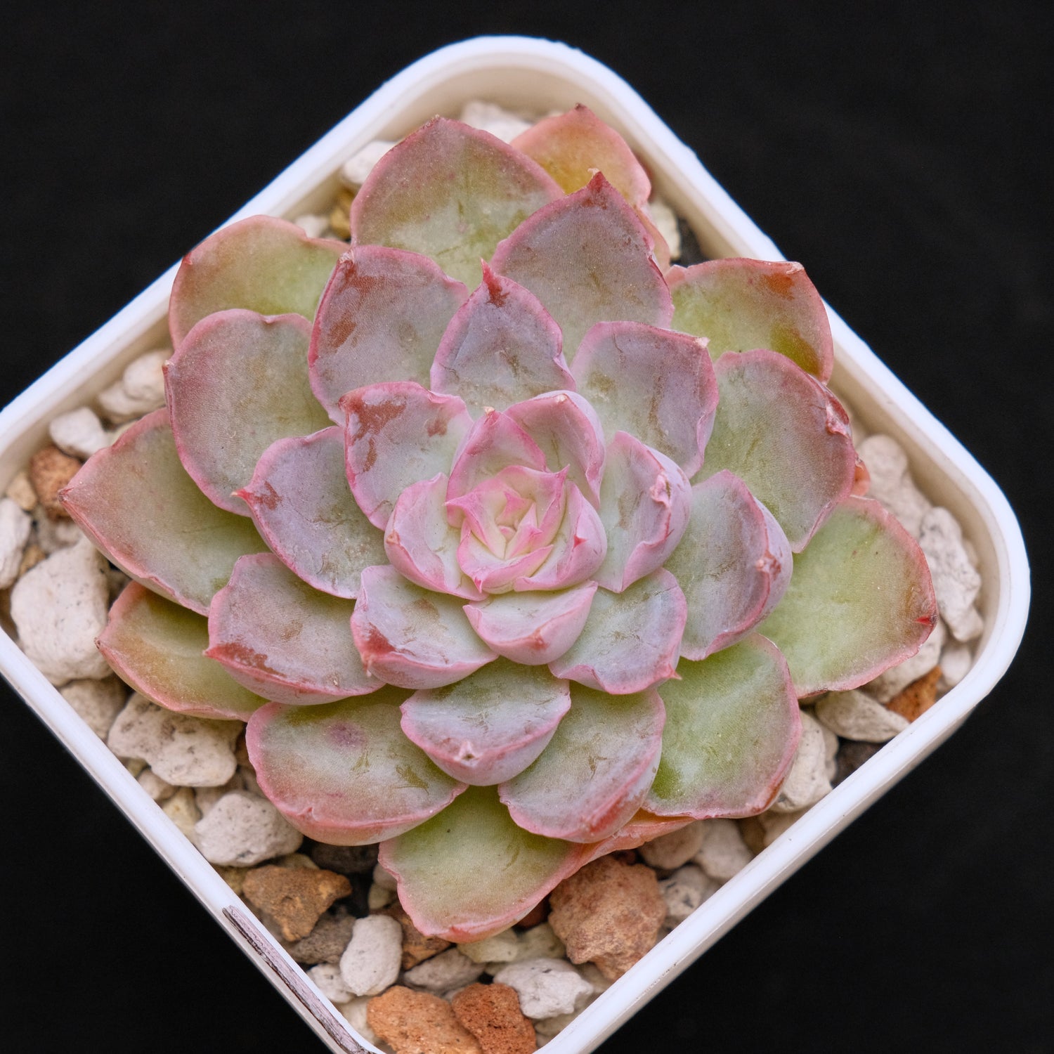 Echeveria Magic Savannah Korean Succulent Plant Air Magic Hybrid