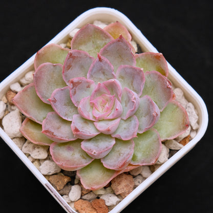 Echeveria Magic Savannah Korean Succulent Plant Air Magic Hybrid