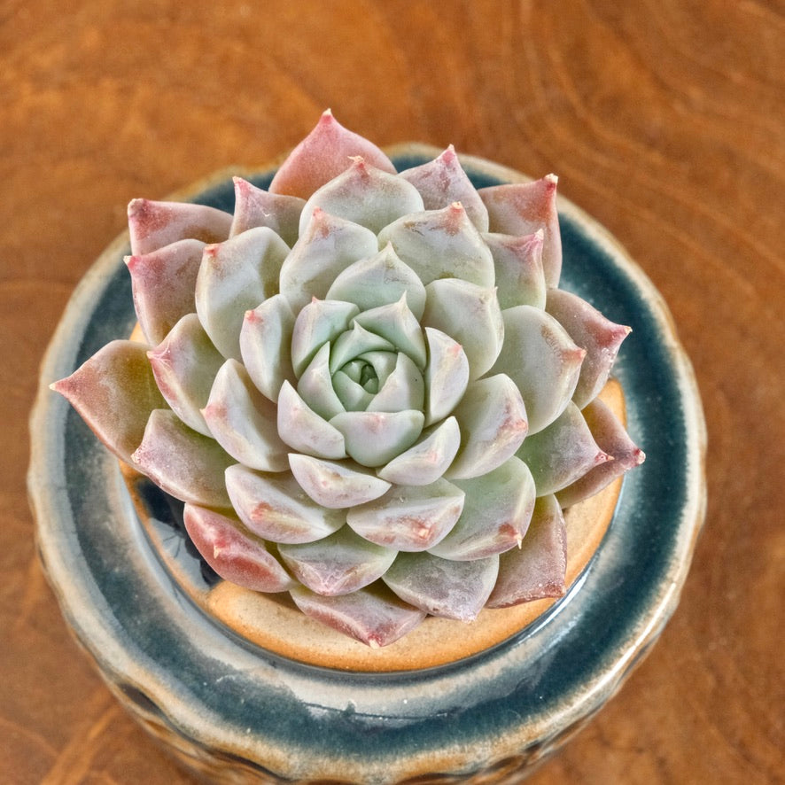 Echeveria Lilac Card Korean Succulent Plant Changhee hybrid
